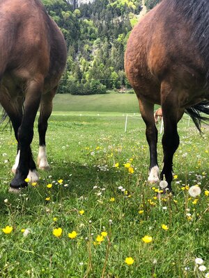 Haflingerhof Pony 'Fix&Fox' | © Haflingerhof