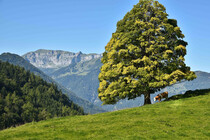 brandenberg-sommer-5-