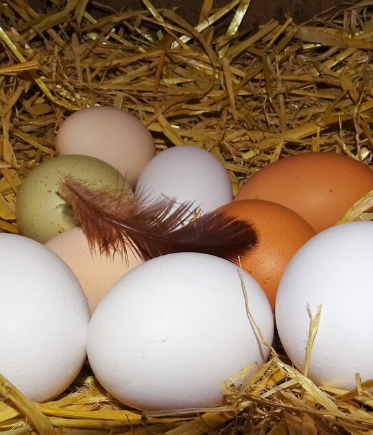 Frühstückseier vom Oberhaslachhof | © Oberhaslachhof