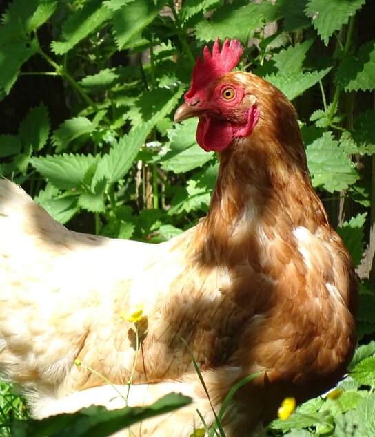 Henne Kunigunde _ Oberhaslachhof | © Oberhaslachhof