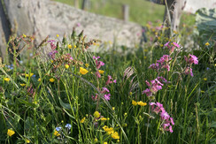 Riverside_Alpbachtal_Blumenwiese