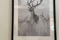 Riverside_Alpbachtal_Hirsch